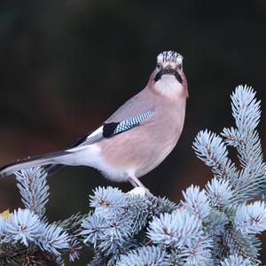 Eurasian Jay