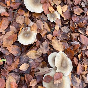 Unknown Species