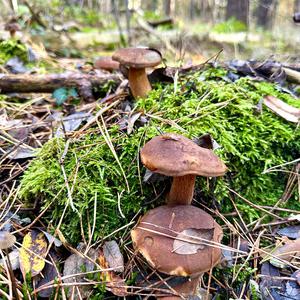 Bay Bolete