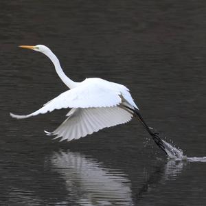 Great Egret