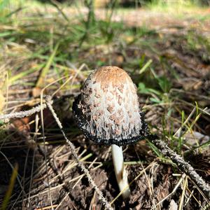 Unknown Species