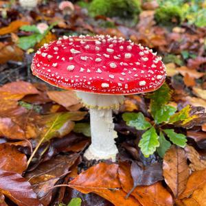 Fly Agaric