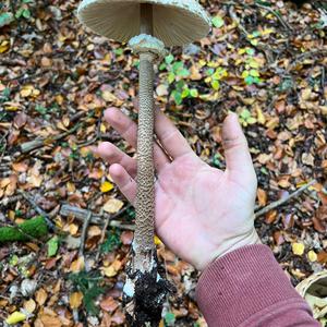 Parasol Mushroom