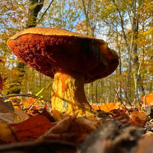 Dotted-stem Bolete