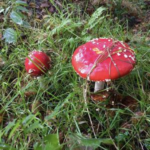 Fly Agaric