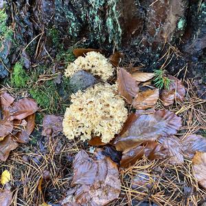 Eastern Cauliflower Mushroom