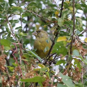 European Greenfinch