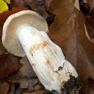 Unknown Species
