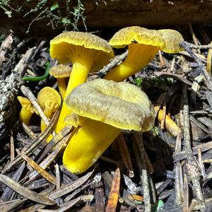 Trumpet Chanterelle