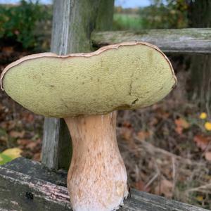 Summer Bolete