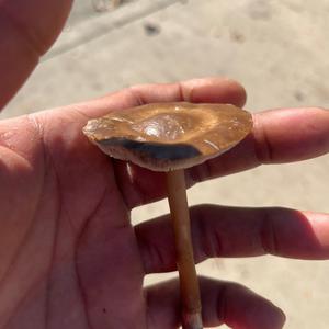 Unknown Species