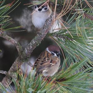 Eurasian Tree Sparrow