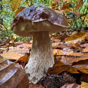 King Bolete