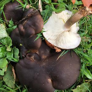Unknown Species