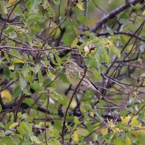 European Serin