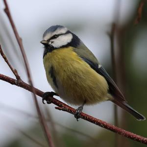 Blue Tit