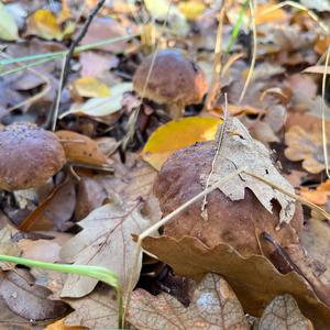 King Bolete