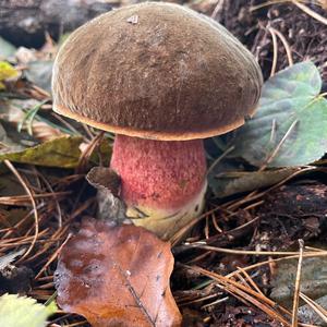 Scarlet-stemmed Bolete