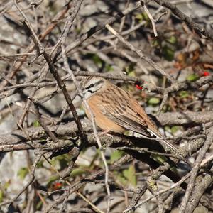 Rock Bunting