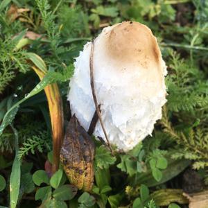 Shaggy Mane