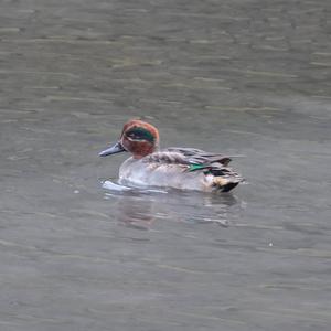 Common Teal