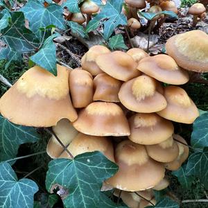 Changing Pholiota