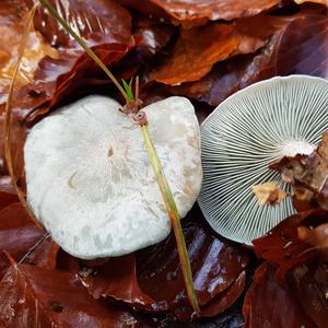 Anise-scented Clitocybe