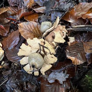 Collared Earthstar