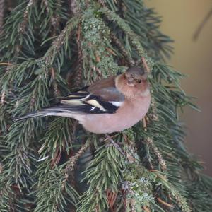 Eurasian Chaffinch