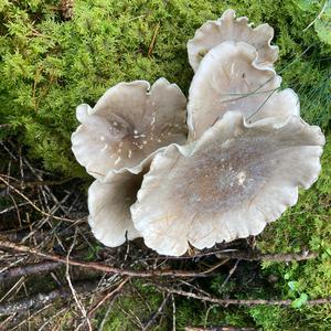 Unknown Species