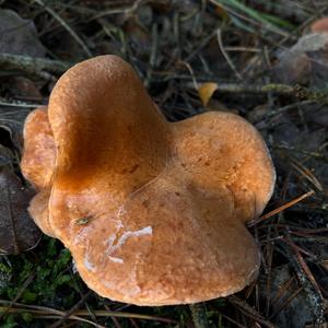 Tawny Funnel-cap