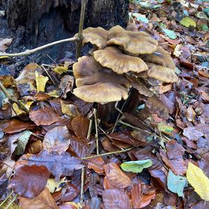 Unknown Species