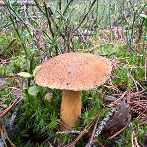 Variegated Bolete