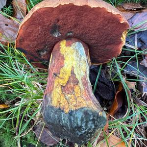 Dotted-stem Bolete