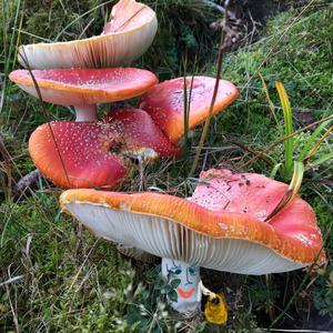 Fly Agaric