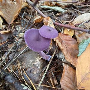 Unknown Species