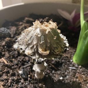 Unknown Species