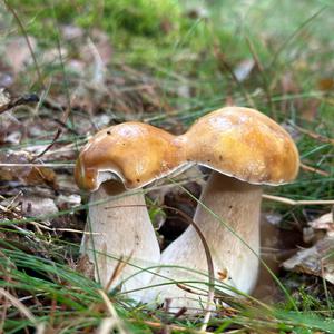 King Bolete