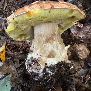 King Bolete