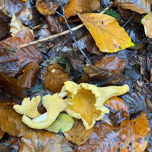 Chanterelle, Common