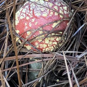 Fly Agaric