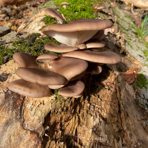 Oyster Mushroom