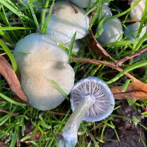 Blue-green Stropharia