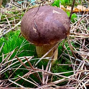 Bay Bolete