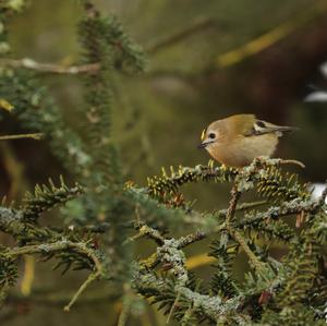 Goldcrest