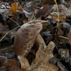 King Bolete