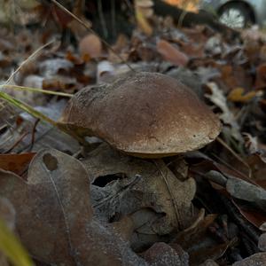 King Bolete