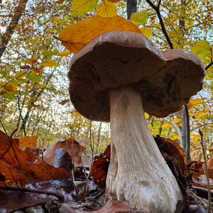 King Bolete