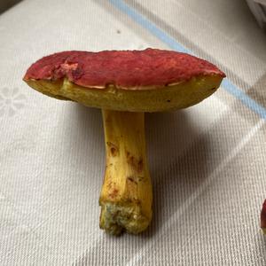 Unknown Species