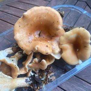 Unknown Species